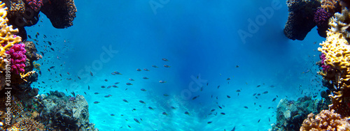 Obraz na płótnie Underwater view of the coral reef and Tropical Fish w salonie