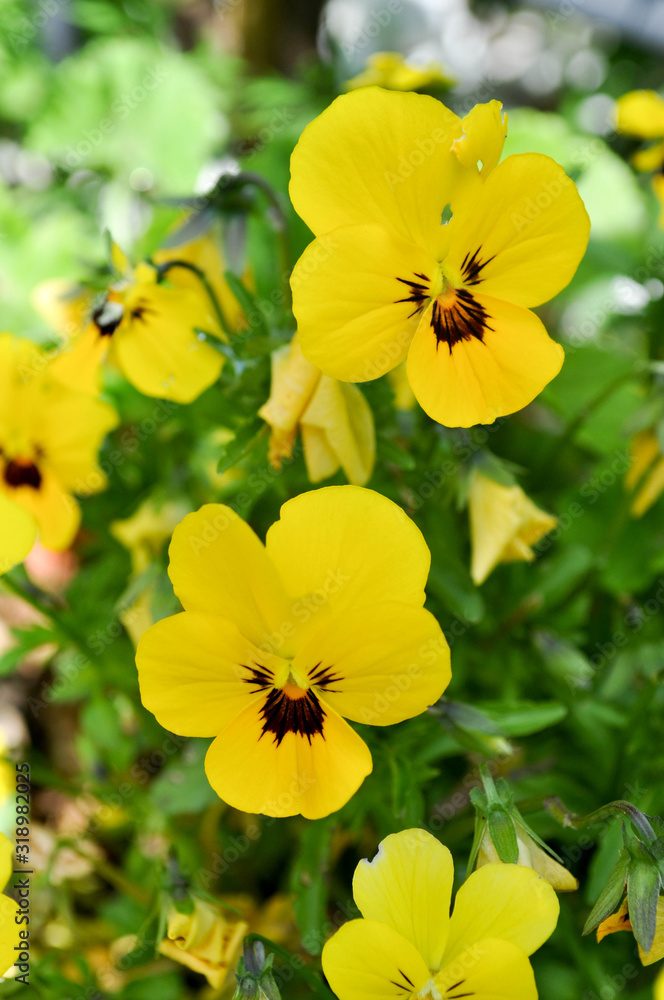 makro of some yellow flowers in spring time makro of some yellow flowers in spring time