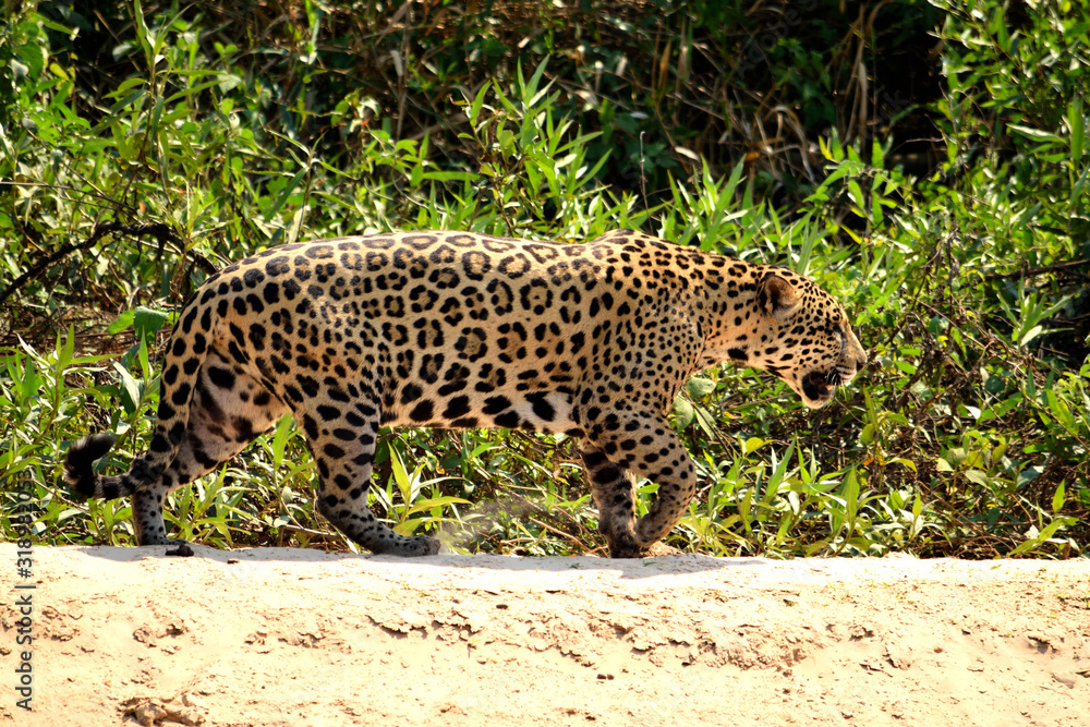 Jaguar female on Rio Cuiaba riverbank, Porto Jofre, Brazil. Jaguar female on Rio Cuiaba riverbank, Porto Jofre, Brazil.