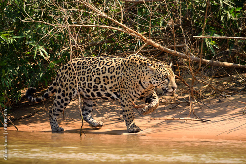 Jaguar female on Rio Cuiaba riverbank, Porto Jofre, Brazil.