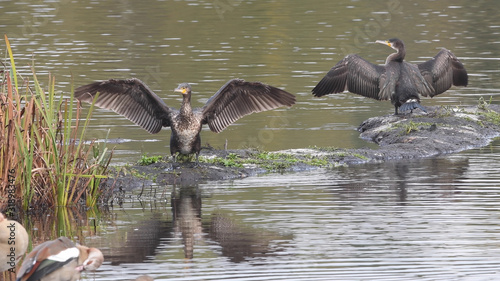 Kormoran © Manfred Stöber