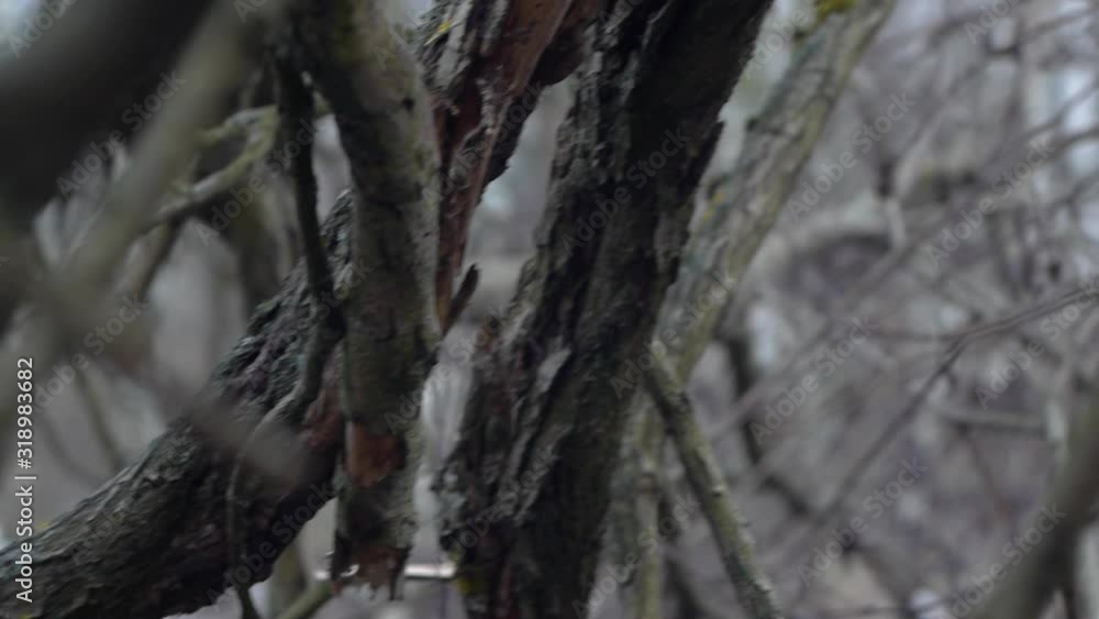 Dried tree branches, blurred background Dried tree branches, blurred background