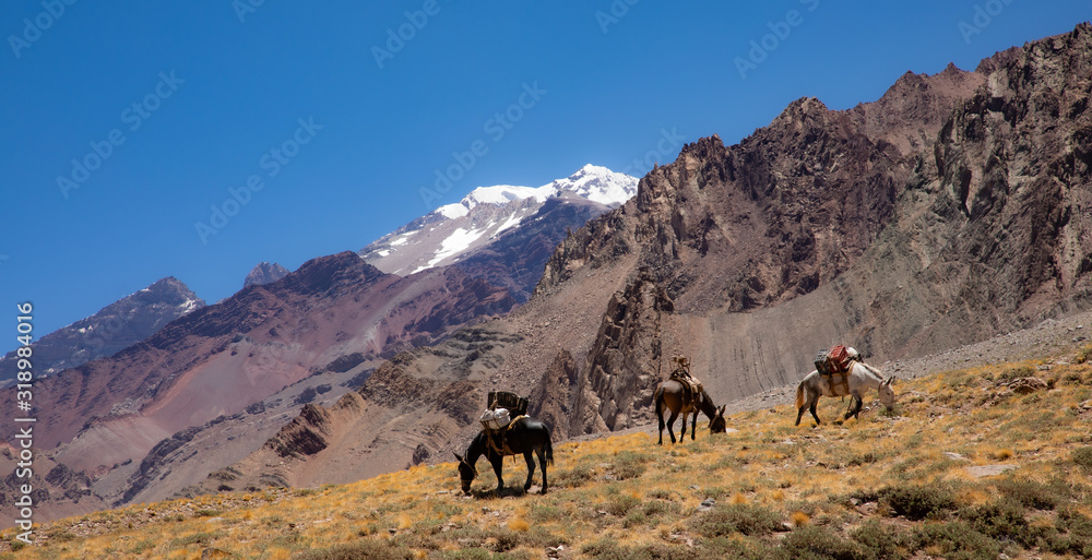 Mountain panorama with grazing mules in Andes, Argentina 