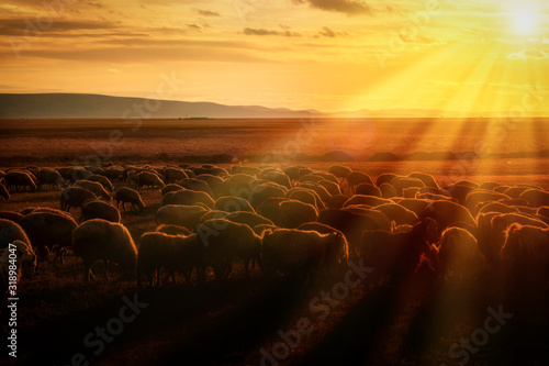 Εκτύπωση καμβά sheep and shepherd at sunset