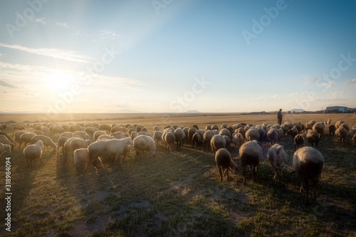 sheep and shepherd at sunset