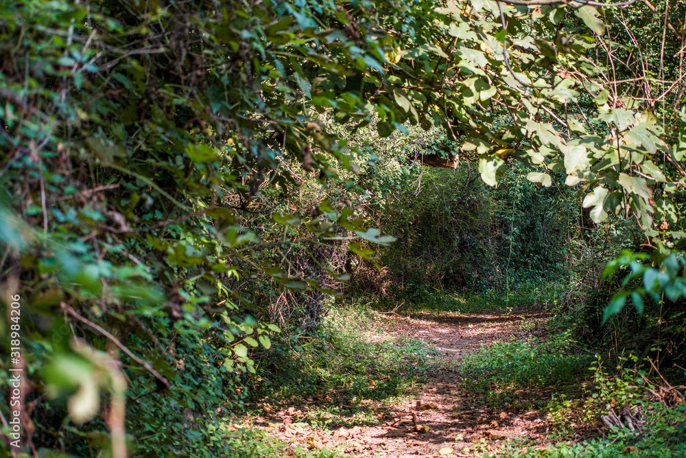 Obraz premium natura