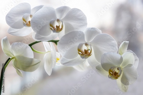 Fotografia Branch of blooming  white orchid closeup