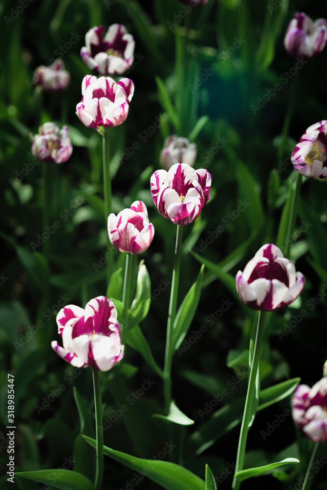 Bicolour purple varietal tulips, bright flowers blooming in the garden park. Natural spring background