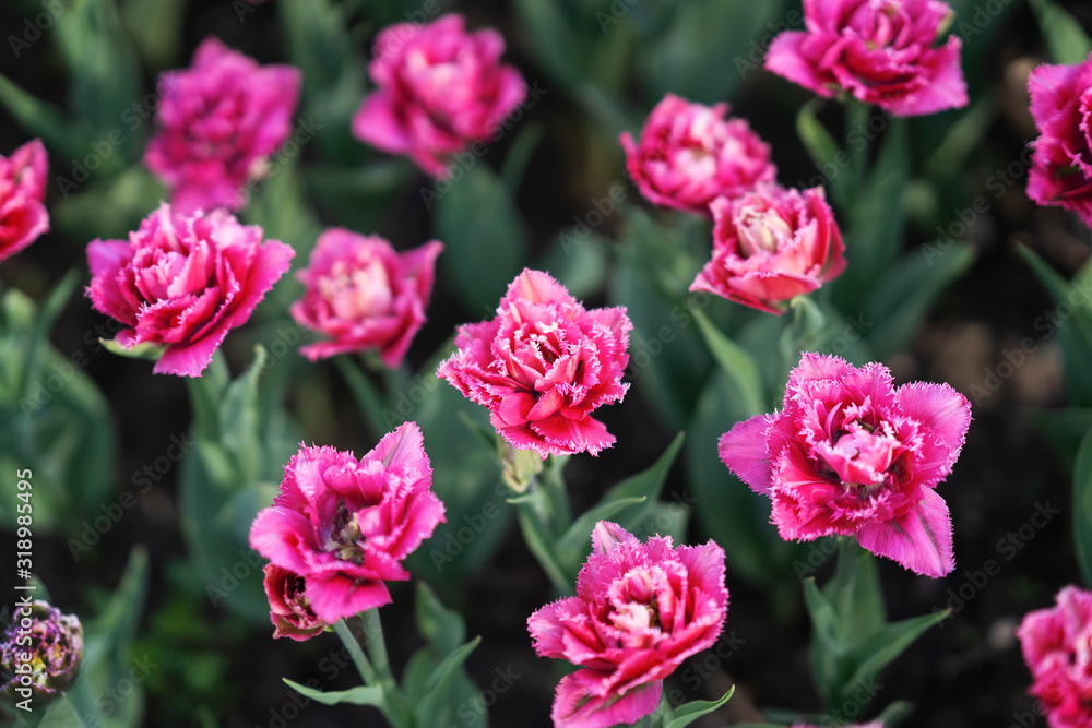 Pink double-flowering tulips, bright flowers blooming in the garden park. Natural spring background