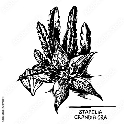 Stapelia_Succulent photo