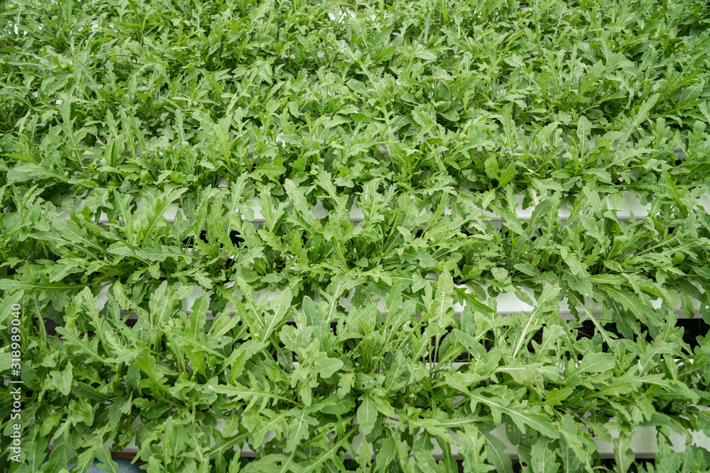 Wild rocket in hydroponic system / healthy liftstyle / healthy food / salad ingredient
