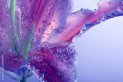 Violet and Pink Lily flower with drops in water. Abstract nature background.