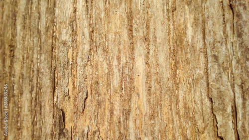 texture of bark of an old tree