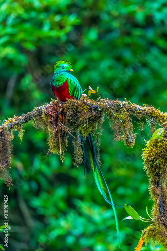 Resplendent Quetzal, Pharomachrus mocinno, from Savegre in Costa Rica with blurred green forest in background. Magnificent sacred green and red bird