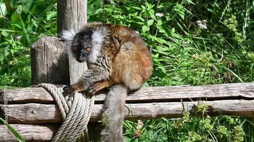 Black lemur (Eulemur macaco) female sitting on wooden fence photo
