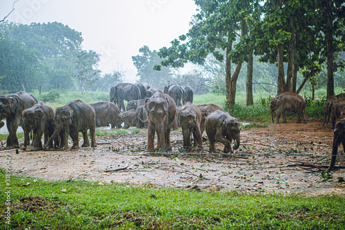 Photography herd of elephants