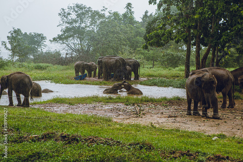 Sticker herd of elephants