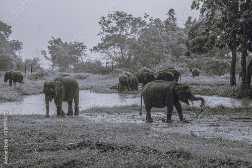 Photography herd of elephants