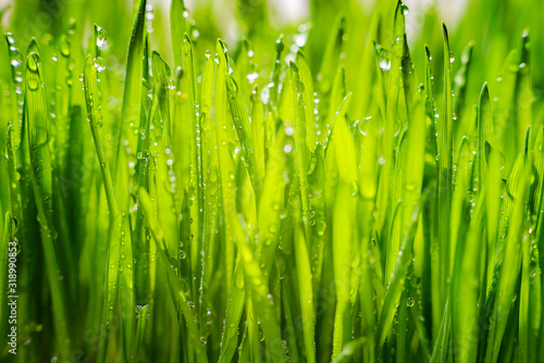 Green grass with morning dew. Fresh green leaves grass with dew drops, close up