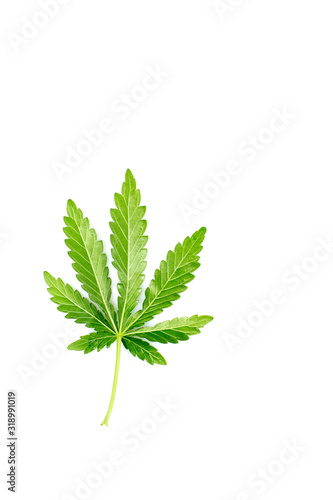 cannabis (Marijuana) leaf back view on a white isolated background