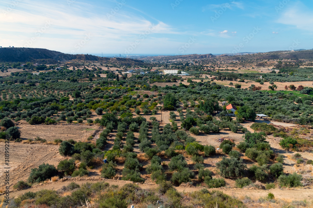Valley with olive trees and rural houses. Cyprus