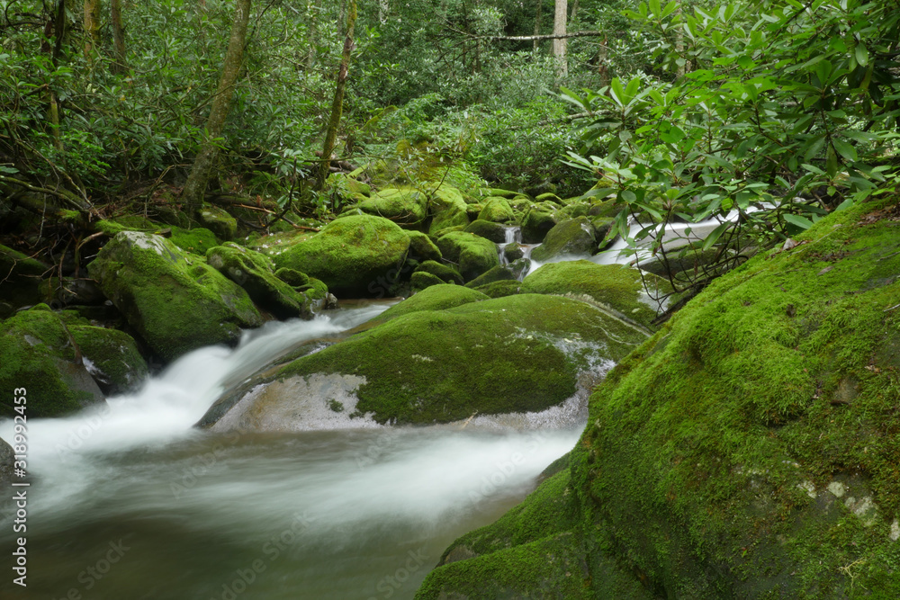 Fototapeta premium small waterfall in the forest