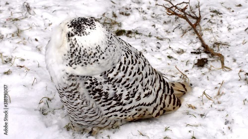 White owl hides from the cold wind in the winter in the bush
