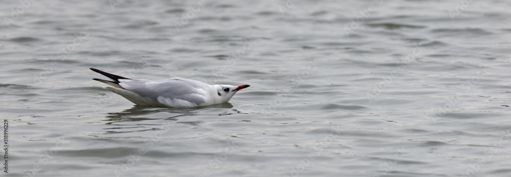 black headed gull winter on water black headed gull winter on water