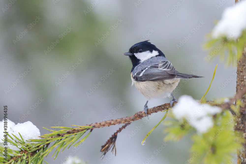 Obraz premium Coal tit