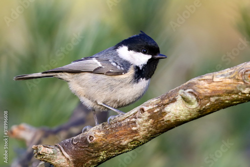 Coal tit