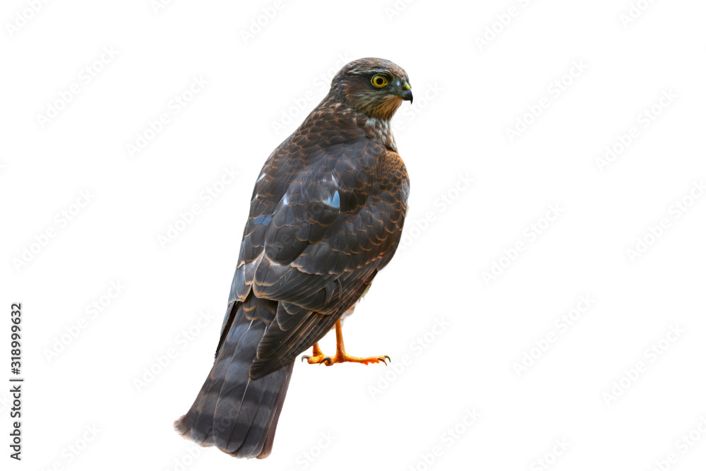 Fototapeta premium Eurasian sparrowhawk / northern sparrowhawk (Accipiter nisus) against white background