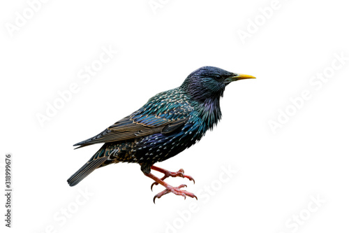 Common starling / European starling (Sturnus vulgaris) against white background photo