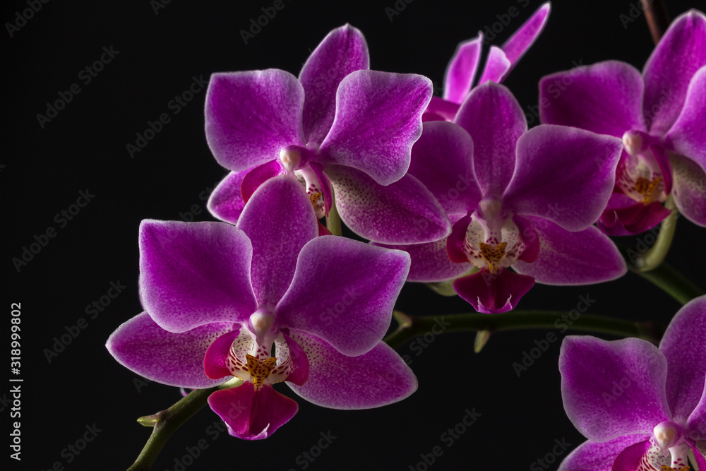 Blossoming tropical orchid on a black background. Blossoming tropical orchid on a black background.