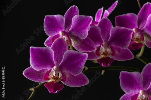 Blossoming tropical orchid on a black background.