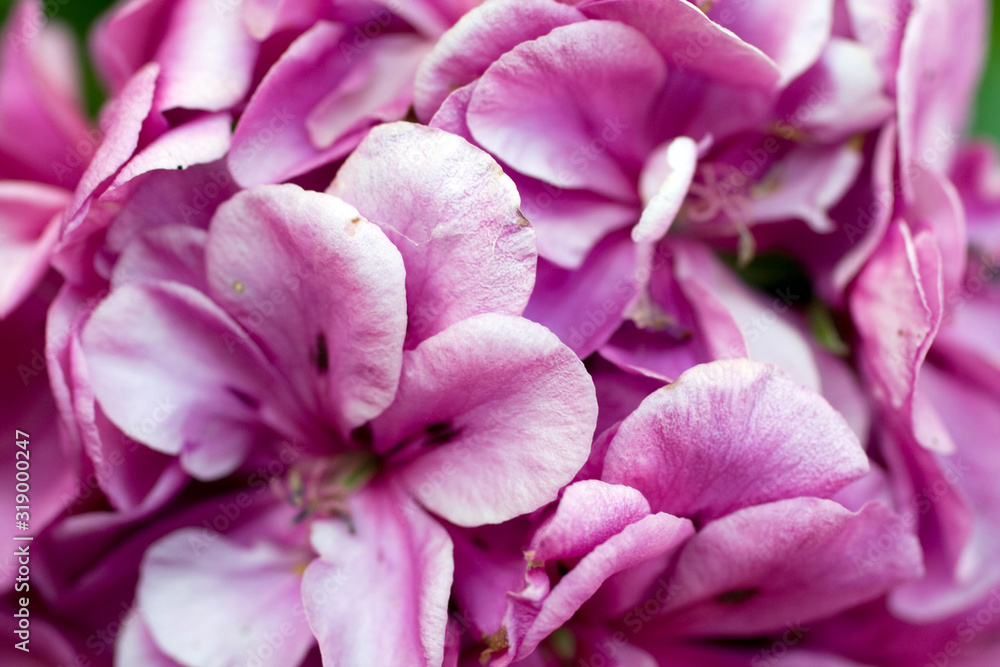 Close up shot of a Hydrangea or hortensia flower Close up shot of a Hydrangea or hortensia flower