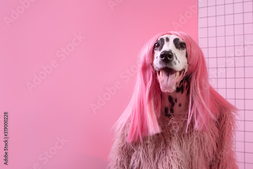 Fotografie Adorable dalmatian lady dog in pink wig on pink background