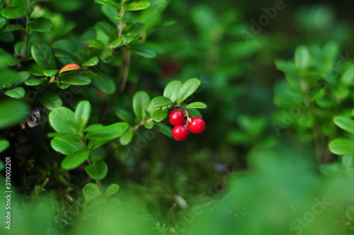 Red Berry lingonberries. Cranberries macro photo. Wildlife forest plants