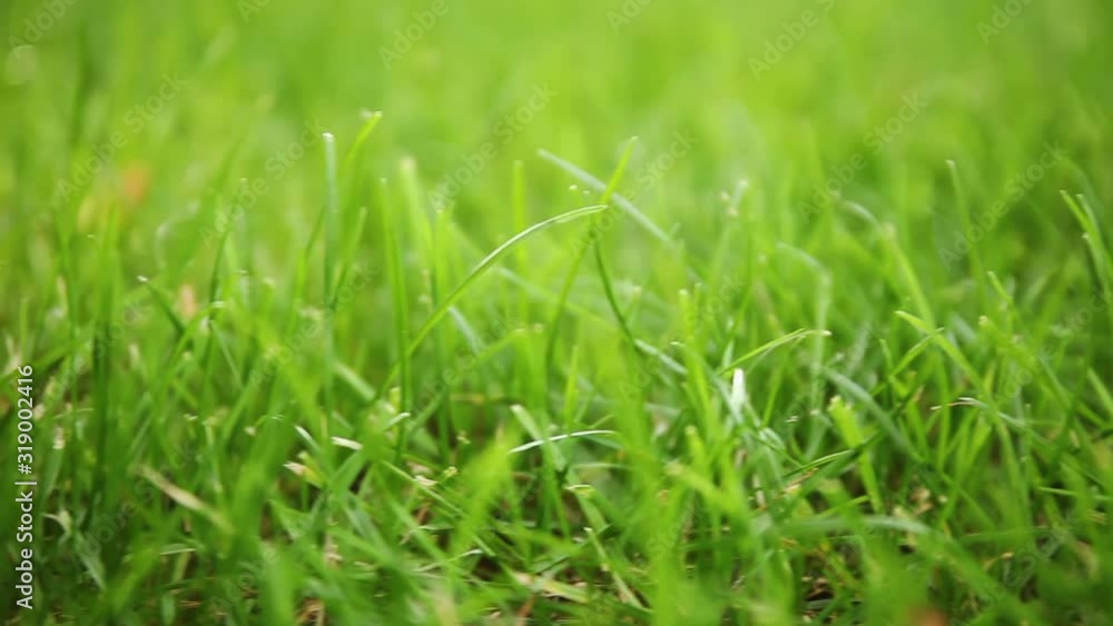 Fresh green lawn outdoor, grass on backyard (garden). Fresh green lawn outdoor, grass on backyard (garden).