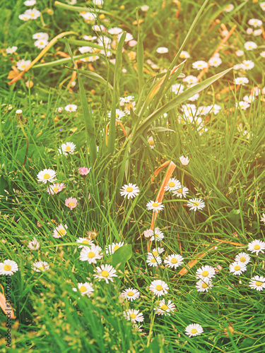 Blooming daisies in the garden in Brecon Beacons in South Wales in the South of Wales of the United Kingdom, UK. Toned photo