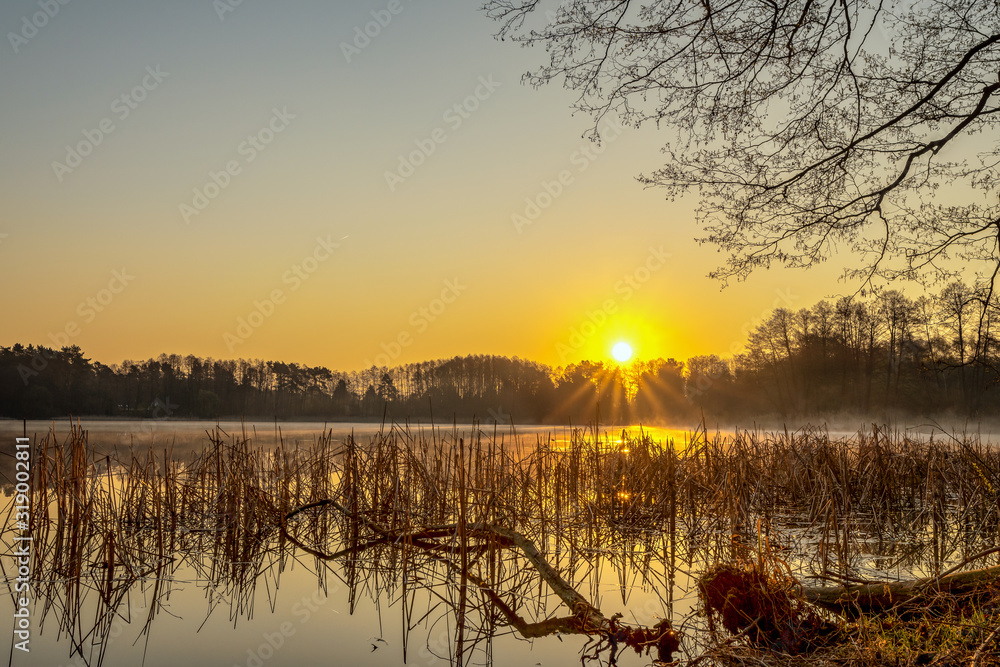 custom made wallpaper toronto digitalA sunrise on a small lake with fog and golden warm light. Concept: landscapes and nature