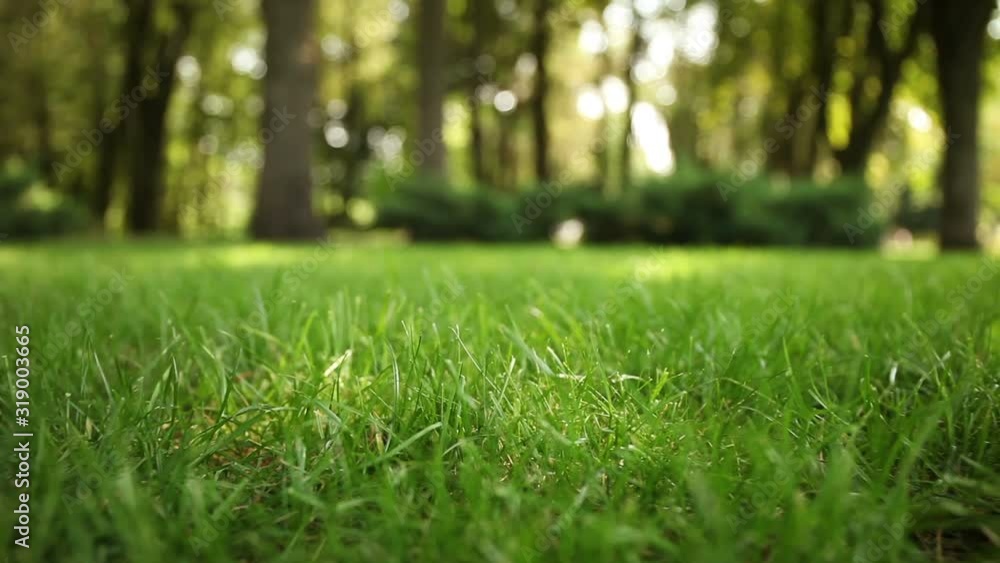 Fresh green lawn outdoor, grass on backyard (garden). Fresh green lawn outdoor, grass on backyard (garden).