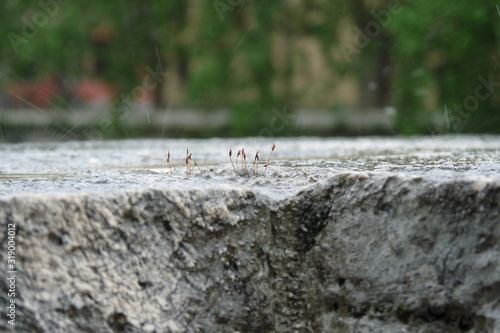 Gräser im Regen auf einer Mauer © Lena