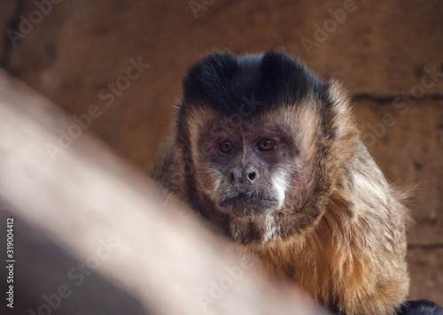 one monkey sapajus libidinosus close up