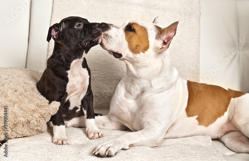 Fotografija American Staffordshire Terrier puppy and his mother lying on the white couch