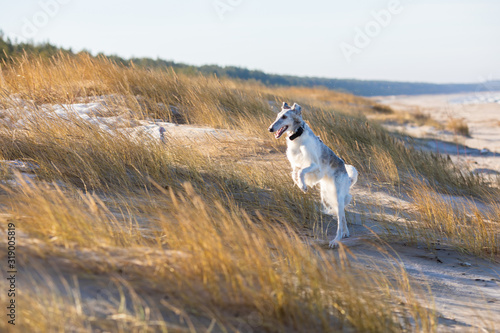 running dog russian borzoi hound on the beach