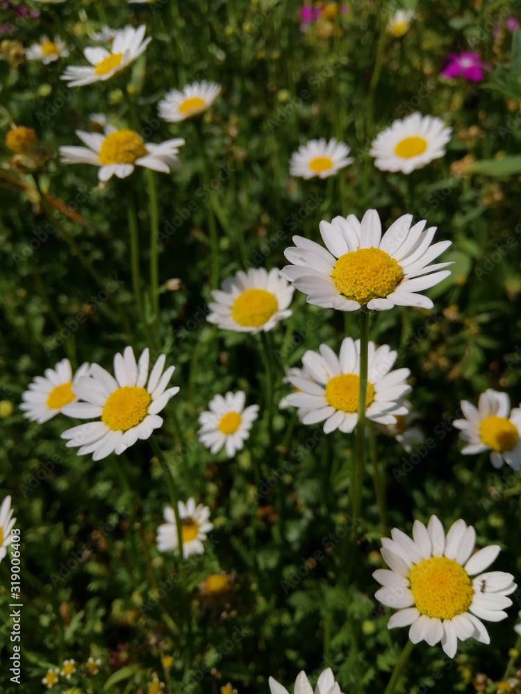 field of daisies field of daisies