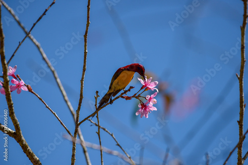 small sunbird in the spring with colorful, blue sky and beauty in nature photo