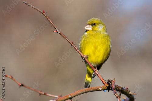 European male goldfinch (chloris chloris), sitting on a branch on a homogeneous blurred background.