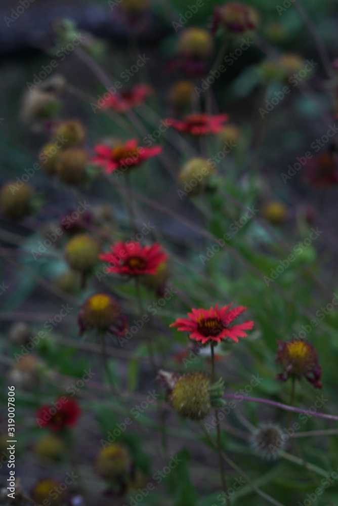 Moody Wildflower Moody Wildflower