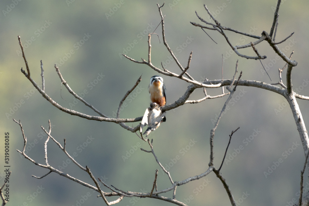 Collared Falconet is a species of bird of prey in the Falconidae family. It is found in the Indian Subcontinent and Southeast Asia, ranging across Bangladesh, Bhutan, Cambodia, India. Collared Falconet is a species of bird of prey in the Falconidae family. It is found in the Indian Subcontinent and Southeast Asia, ranging across Bangladesh, Bhutan, Cambodia, India.